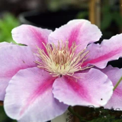 Roots Plants Clematis 'Bees Jubilee' | On A 90cm Cane In A 3L Pot