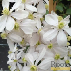 Roots Plants Clematis 'Armandii' | On A 90cm Cane In A 3L Pot