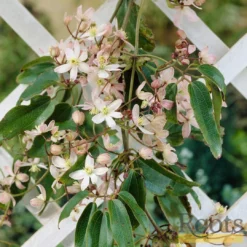 Roots Plants Clematis 'Armandii' | On A 90cm Cane In A 3L Pot