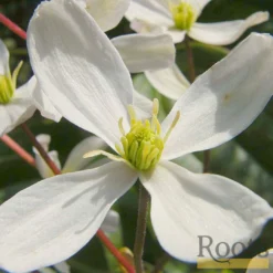 Roots Plants Clematis 'Armandii' | On A 90cm Cane In A 3L Pot