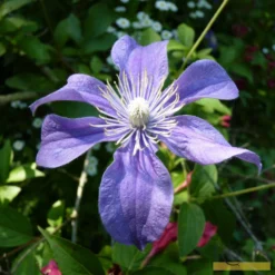 Roots Plants Clematis 'Arabella' | On A 90cm Cane In A 3L Pot