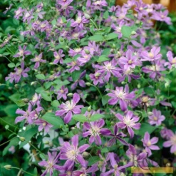 Roots Plants Clematis 'Arabella' | On A 90cm Cane In A 3L Pot