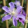 Roots Plants Clematis 'Arabella' | On A 90cm Cane In A 3L Pot