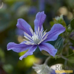 Roots Plants Clematis 'Arabella' | On A 90cm Cane In A 3L Pot
