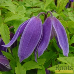 Roots Plants Clematis Alpina 'Cyanea' | On A 90cm Cane In A 3L Pot
