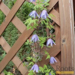 Roots Plants Clematis Alpina 'Cyanea' | On A 90cm Cane In A 3L Pot