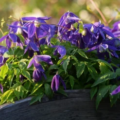 Roots Plants Clematis Alpina 'Cyanea' | On A 90cm Cane In A 3L Pot
