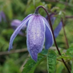 Roots Plants Clematis Alpina 'Bredon Blue'| On A 90cm Cane In A 3L Pot