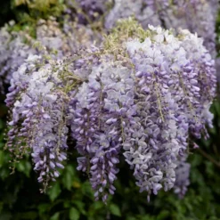 Roots Plants Wisteria 'Lavender Lace' | On A 90cm Cane In A 3L Pot 7 Roots Plants Wisteria 'Lavender Lace' | On A 90cm Cane In A 3L Pot