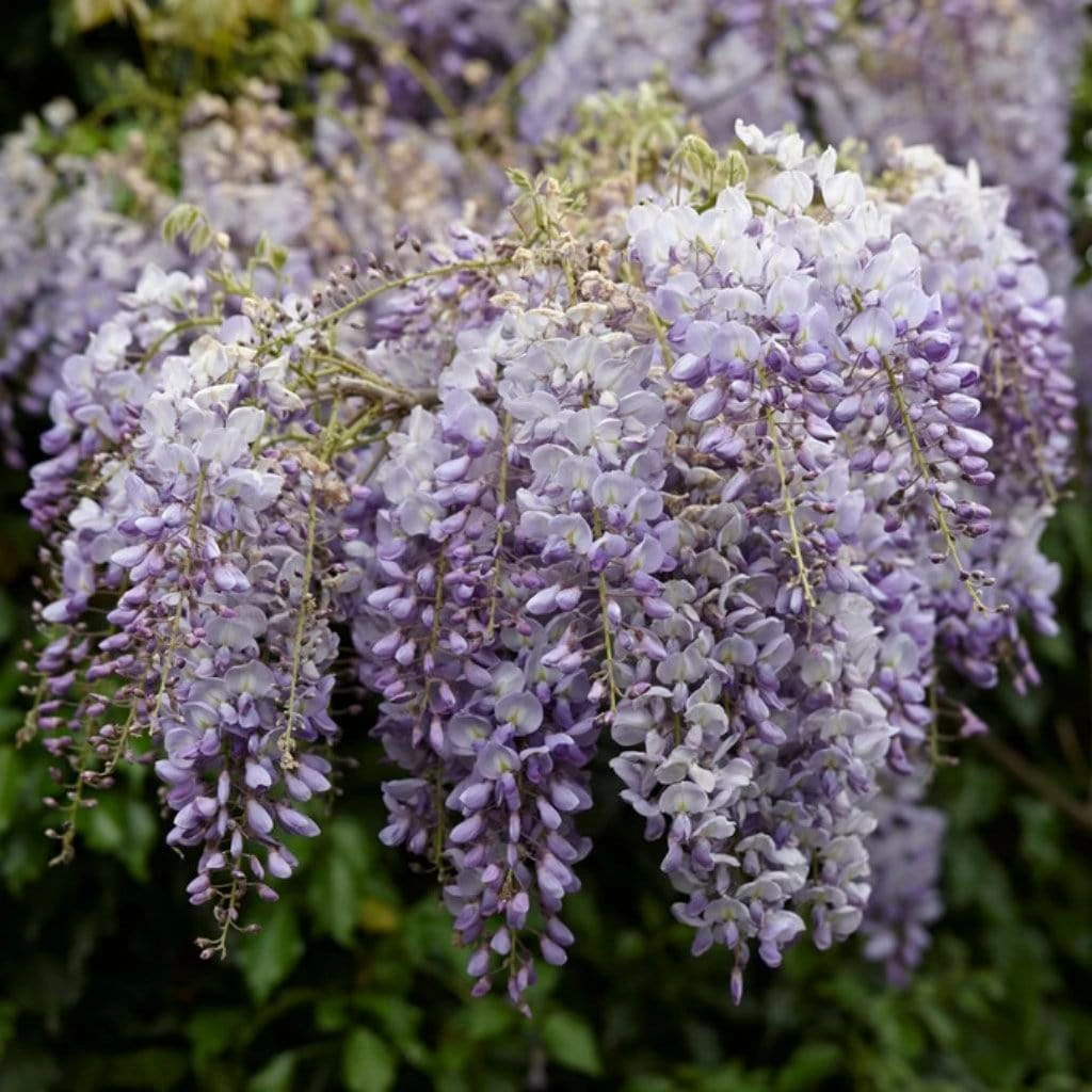 Roots Plants Wisteria 'Lavender Lace' | On A 90cm Cane In A 3L Pot 5 Roots Plants Wisteria 'Lavender Lace' | On A 90cm Cane In A 3L Pot