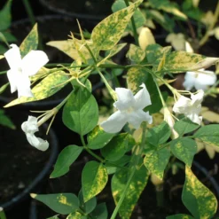 Roots Plants Variegated Jasmine | Jasminum Officinale 'Aureovariegatum'