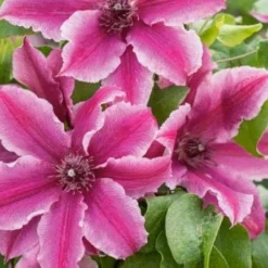 Roots Plants Clematis 'Carnaby' | On A 90cm Cane In A 3L Pot