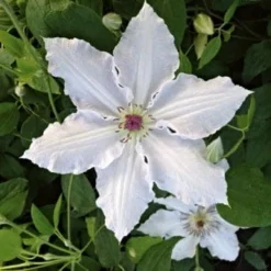 Roots Plants Clematis 'Pat Coleman' | On A 90cm Cane In A 3L Pot