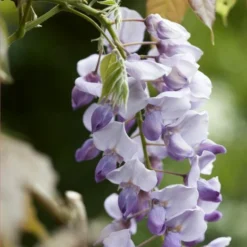 Roots Plants Wisteria Sinensis 'Caroline' | On A 90cm Cane In A 3L Pot 8 Roots Plants Wisteria Sinensis 'Caroline' | On A 90cm Cane In A 3L Pot
