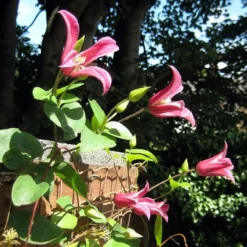 Roots Plants Clematis Texensis 'Princess Diana' | On A 90cm Cane In A 3L Pot