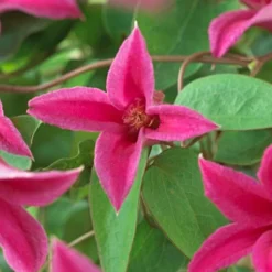 Roots Plants Clematis Texensis 'Princess Diana' | On A 90cm Cane In A 3L Pot