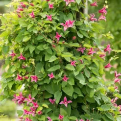 Roots Plants Clematis Texensis 'Princess Diana' | On A 90cm Cane In A 3L Pot