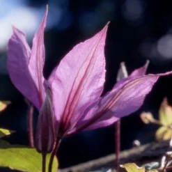Roots Plants Clematis 'Hagley Hybrid' | On A 90cm Cane In A 3L Pot