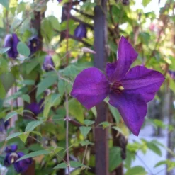 Roots Plants Clematis Viticella 'Polish Spirit' | On A 90cm Cane In A 3L Pot