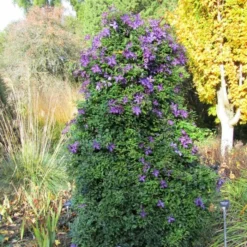 Roots Plants Clematis Viticella 'Polish Spirit' | On A 90cm Cane In A 3L Pot