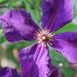 Roots Plants Clematis Viticella 'Polish Spirit' | On A 90cm Cane In A 3L Pot