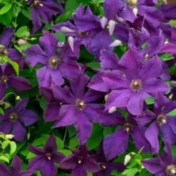 Roots Plants Clematis Viticella 'Polish Spirit' | On A 90cm Cane In A 3L Pot