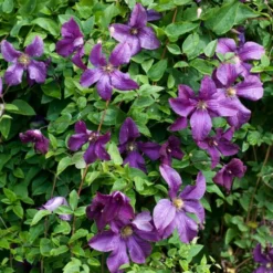 Roots Plants Clematis Viticella 'Polish Spirit' | On A 90cm Cane In A 3L Pot