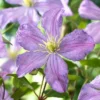 Roots Plants Clematis 'Prince Charles' | On A 90cm Cane In A 3L Pot