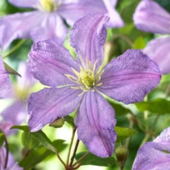 Roots Plants Clematis 'Prince Charles' | On A 90cm Cane In A 3L Pot