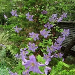 Roots Plants Clematis 'Prince Charles' | On A 90cm Cane In A 3L Pot