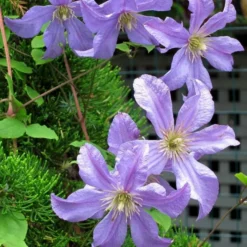 Roots Plants Clematis 'Prince Charles' | On A 90cm Cane In A 3L Pot