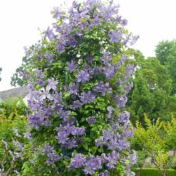 Roots Plants Clematis 'Prince Charles' | On A 90cm Cane In A 3L Pot