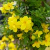 Roots Plants Winter Jasmine | Jasminum Nudiflorum | On A 90cm Cane In A 3L Pot