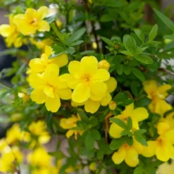 Roots Plants Winter Jasmine | Jasminum Nudiflorum | On A 90cm Cane In A 3L Pot