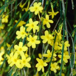 Roots Plants Winter Jasmine | Jasminum Nudiflorum | On A 90cm Cane In A 3L Pot