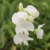 Roots Plants Everlasting Sweet Pea | Lathyrus Latifolius White | On A 90cm Cane In A 3L Pot
