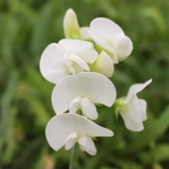 Roots Plants Everlasting Sweet Pea | Lathyrus Latifolius White | On A 90cm Cane In A 3L Pot