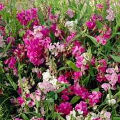 Roots Plants Other Climbing Plants Everlasting Sweet Pea -Lathyrus Latifolius Red | On A 90cm Cane In A 3L Pot 8 Roots Plants Other Climbing Plants Everlasting Sweet Pea -Lathyrus Latifolius Red | On A 90cm Cane In A 3L Pot