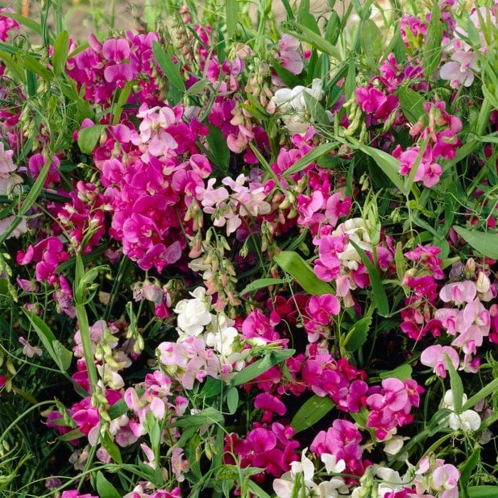 Roots Plants Other Climbing Plants Everlasting Sweet Pea -Lathyrus Latifolius Red | On A 90cm Cane In A 3L Pot 5 Roots Plants Other Climbing Plants Everlasting Sweet Pea -Lathyrus Latifolius Red | On A 90cm Cane In A 3L Pot