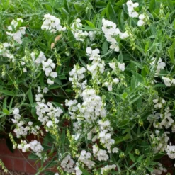 Roots Plants Everlasting Sweet Pea | Lathyrus Latifolius White | On A 90cm Cane In A 3L Pot