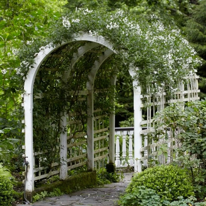 Roots Plants Solanum Jasminoides 'Album Variegatum' | On A 90cm Cane In A 3L Pot 5 Roots Plants Solanum Jasminoides 'Album Variegatum' | On A 90cm Cane In A 3L Pot