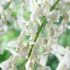 Roots Plants White Wisteria | Sinensis 'alba' | On A 90cm Cane In A 3L Pot 2 Roots Plants White Wisteria | Sinensis 'alba' | On A 90cm Cane In A 3L Pot