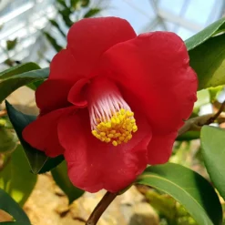Roots Plants Perennials Red Camellia Japonica Plant