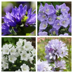 Roots Plants Campanula Collection Perennials