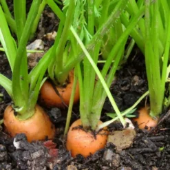 Roots Plants 10 Organic 'Early Nantes' Carrots Plants Root Vegetables