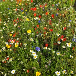 Roots Plants 100 Wildflower Meadow Plug Plants Perennials