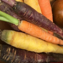 Roots Plants 10 Organic Colourful Carrot Plants Root Vegetables 13 Roots Plants 10 Organic Colourful Carrot Plants Root Vegetables