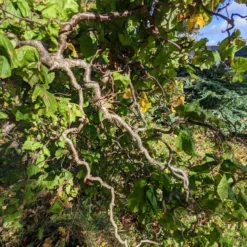 Roots Plants Corkscrew Hazel | Corylus Avellana 'Contorta'