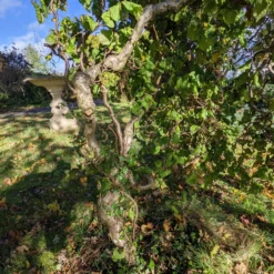 Roots Plants Corkscrew Hazel | Corylus Avellana 'Contorta'