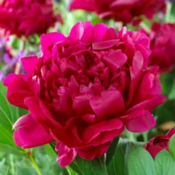 Roots Plants Peony 'Felix Crousse' | 3L Pot